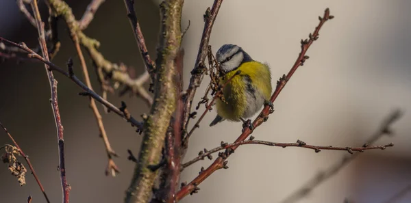 Joven Pollito Amarillo Pequeño Pájaro Albaricoque Invierno Helado Día Soleado — Foto de Stock