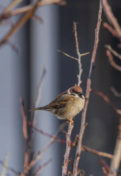 Sperling Vogel Auf Aprikosenbaum Winter Frostigen Sonnigen Tag — Stockfoto