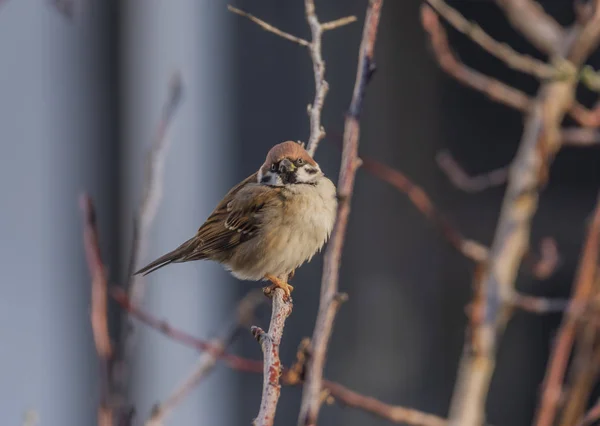 冬の凍るような晴れた日の杏の木にスズメの鳥 — ストック写真