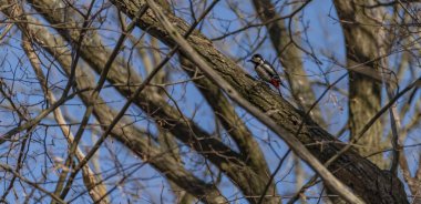 Ağaçkakan renk kuş kış güneşli gün ağaç yaprak üzerinde