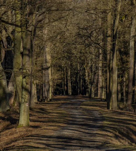 Sentiero Con Foglie Alberi Secolari Vicino Laghetto Rozmberk Inverno Giornata — Foto Stock