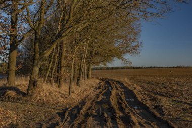 Yol güzel güneşli kış soğuk gün Rozmberk gölet Güney Bohemya'da yakın kil ile