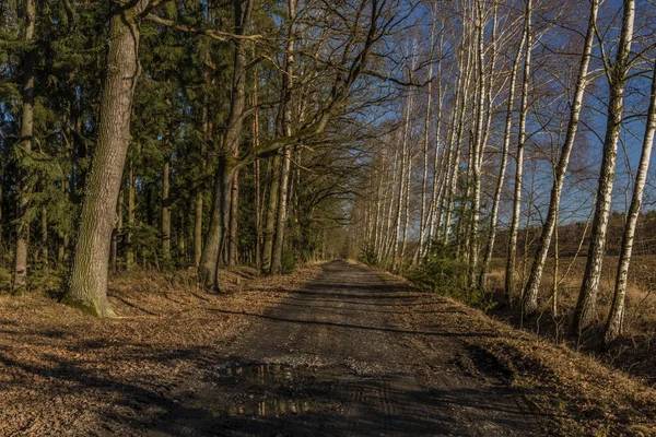 Chemin Par Belle Journée Froide Ensoleillée Hiver Près Étang Rozmberk — Photo