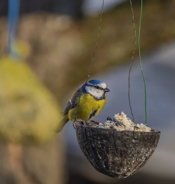 Pájaro pollito azul amarillo sobre coco en invierno frío día soleado —  Fotos de Stock