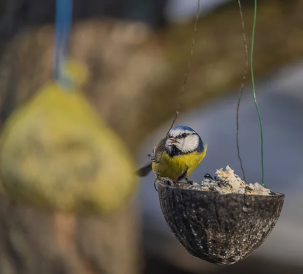 Gelb-blauer Hühnervogel auf Kokosnuss im Winter kalter sonniger Tag — Stockfoto