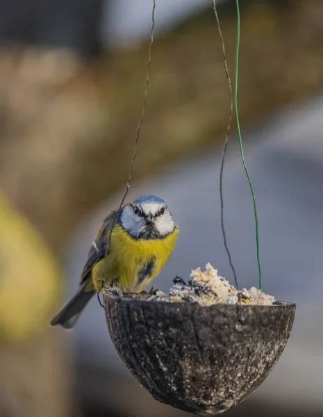 Pájaro pollito azul amarillo sobre coco en invierno frío día soleado —  Fotos de Stock