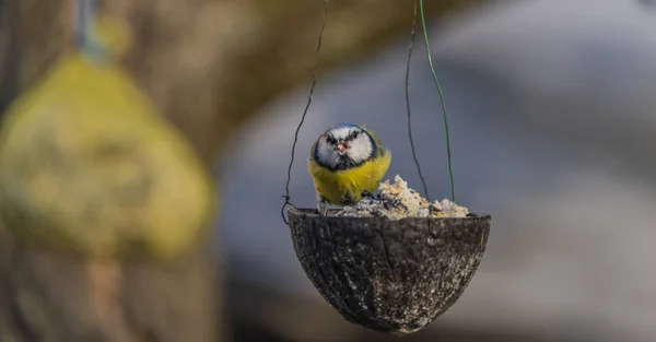 Gelb-blauer Hühnervogel auf Kokosnuss im Winter kalter sonniger Tag — Stockfoto