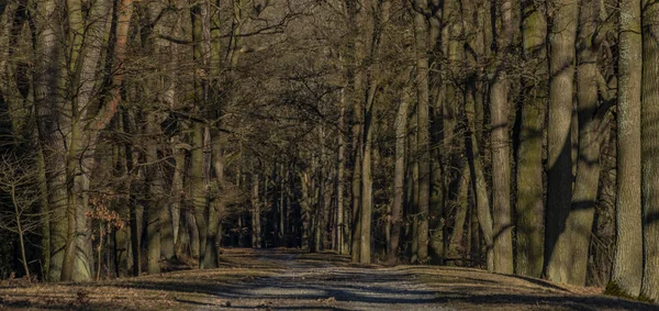 Yolu ile yaprak ağaçları kış güneşli gün gölette Rozmberk yakın — Stok fotoğraf