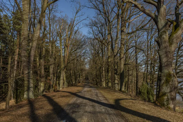 Chemin avec des arbres à feuilles près de l'étang Rozmberk en hiver journée ensoleillée — Photo