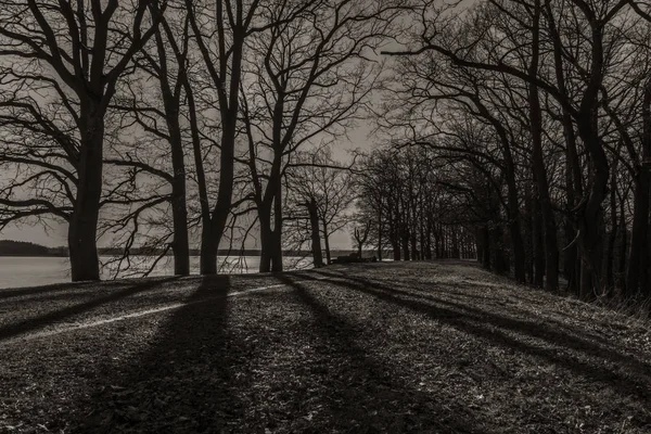 Ścieżka z liści drzew w pobliżu stawu Rožmberk w słoneczny dzień w zimie — Zdjęcie stockowe