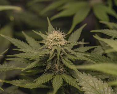 Afgan kush esrar çiçekli genç bloom ile özel çeşitli