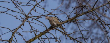 Kaplumbağa üzerinde kiraz ağacı bahar mavi günde güvercin.
