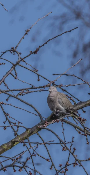 Pomba de tartaruga em árvore de cereja em dia azul de primavera — Fotografia de Stock