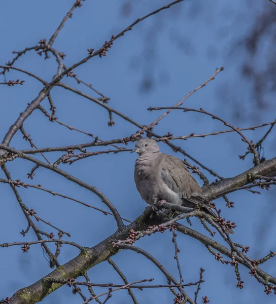 Pomba de tartaruga em árvore de cereja em dia azul de primavera — Fotografia de Stock