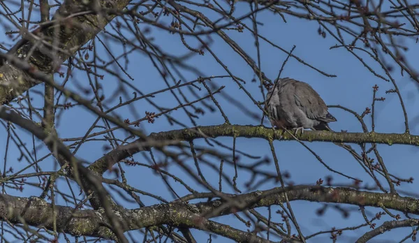 Черепаха голуб на вишневому дереві навесні синій день — стокове фото