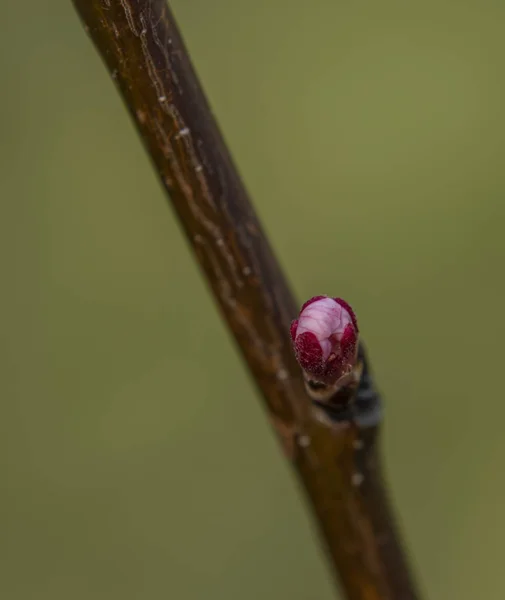 Junge Farbe blühen auf jungen Aprikosenbaum mit grünem Hintergrund — Stockfoto