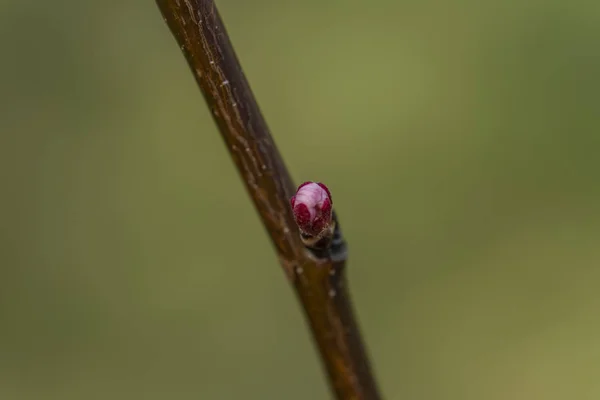 Flor de cor jovem em árvore de damasco jovem com fundo verde — Fotografia de Stock