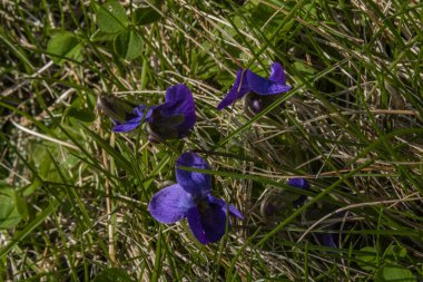Menekşe Çiçek bahçesinde yeşil bahar taze ot