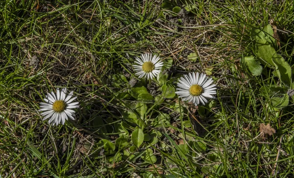 Λουλούδια μαργαρίτα στην ηλιόλουστη ημέρα άνοιξη στον κήπο με το φρέσκο χρώμα — Φωτογραφία Αρχείου