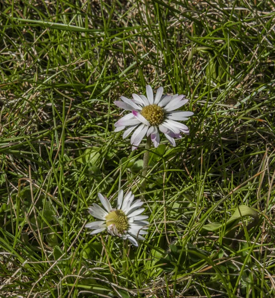 Λουλούδια μαργαρίτα στην ηλιόλουστη ημέρα άνοιξη στον κήπο με το φρέσκο χρώμα — Φωτογραφία Αρχείου