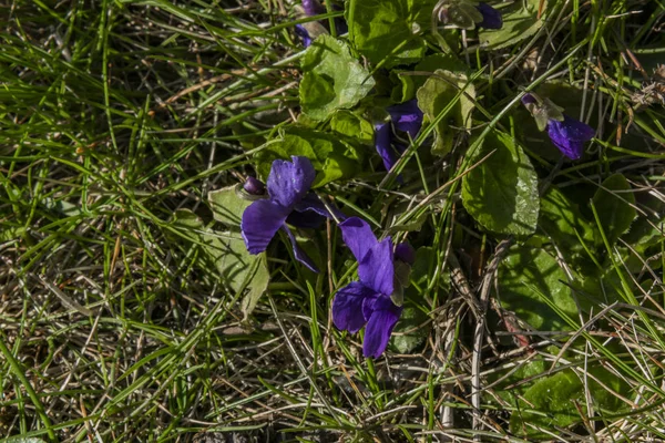 Fiore viola in verde primavera erba fresca sul giardino — Foto Stock