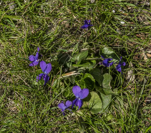 Fialový květ v zelené jarní čerstvé trávy na zahradě — Stock fotografie