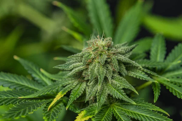 大麻的thc 糖果图库照片 免版税大麻的thc 糖果图片 Depositphotos