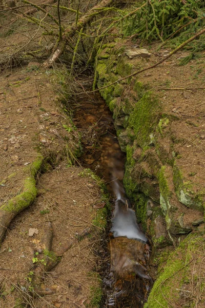 Calha na floresta de abeto no dia de primavera nas montanhas Krusne — Fotografia de Stock
