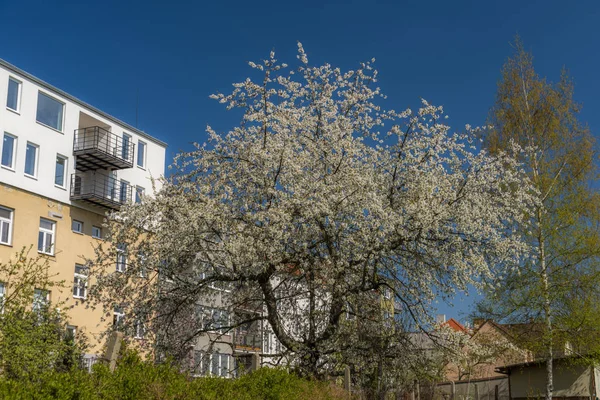 Białe drzewo wiśniowe z błękitnym niebem i słonecznym wiosennym dniem — Zdjęcie stockowe