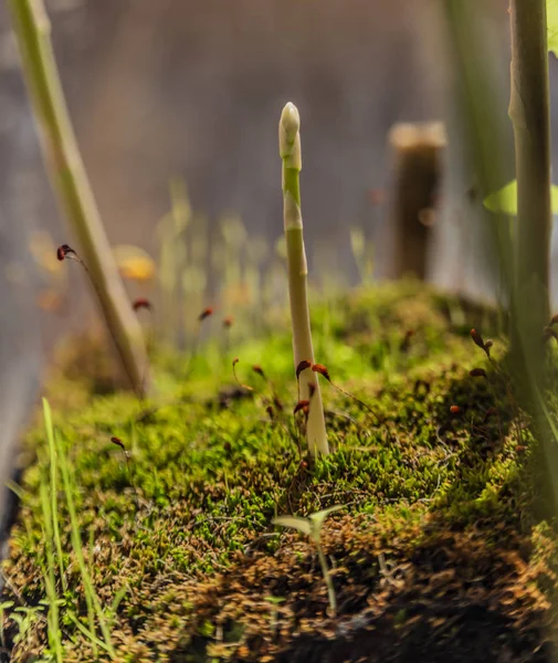 Asperge plant in pot in het voorjaar zonnige dag na venster — Stockfoto