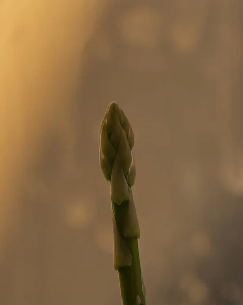 Planta de espargos em vaso na primavera dia ensolarado após janela — Fotografia de Stock