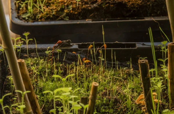 窓の後の春晴れの日にポットでアスパラガス植物 — ストック写真