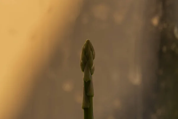 Asperge plant in pot in het voorjaar zonnige dag na venster — Stockfoto