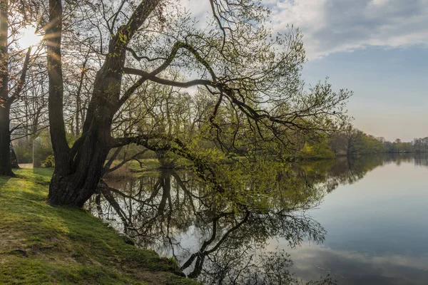 Jarní sluníčko nedaleko jezera Schwanenteich ve městě Zwickau — Stock fotografie