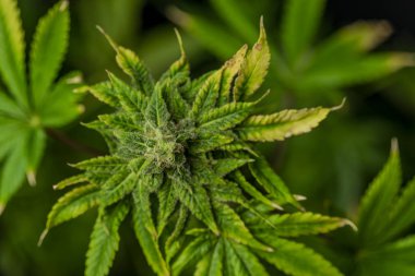 Siyah arka plan ile esrar çiçek Afgan Kush özel çeşitli