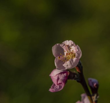 Nektarin çiçek ve bahar güneşli renk gününde yeşil yaprak
