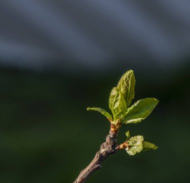 Nektarin çiçek ve bahar güneşli renk gününde yeşil yaprak