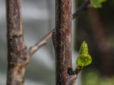 Bahar mevsiminde yeşil yapraklar güneşli bir günde