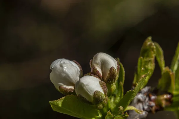 Macro vista de cereza amarga blanca en color soleado día de primavera —  Fotos de Stock