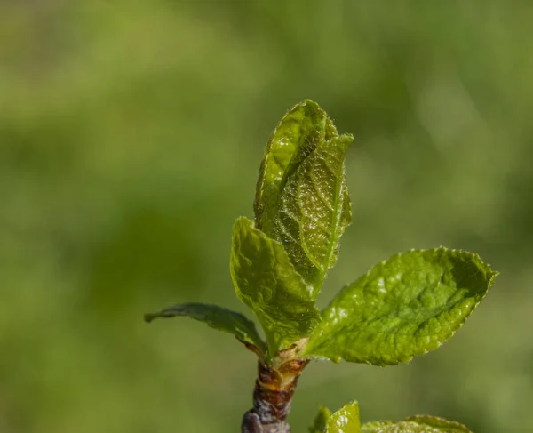 Folhas verdes jovens na cor da primavera dia ensolarado — Fotografia de Stock