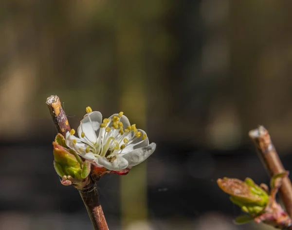 Macro vista de cereza amarga blanca en color soleado día de primavera —  Fotos de Stock