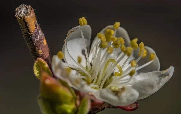 Vista macro de cereja azeda branca na cor dia ensolarado da primavera — Fotografia de Stock