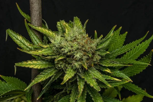 阿富汗库什特别品种的大麻花与陈年的绽放 — 图库照片