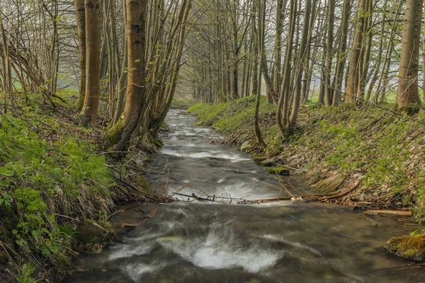 Branna nehir ilkbahargüneşli akşam sokakta taze yeşil çim ile