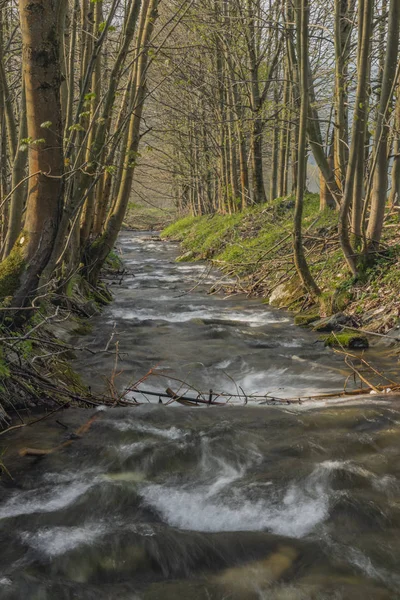 Branna nehir ilkbahargüneşli akşam sokakta taze yeşil çim ile