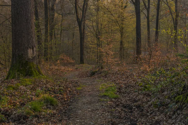 Barevný jarní Les v údolních listové údolí ve středním Německu — Stock fotografie