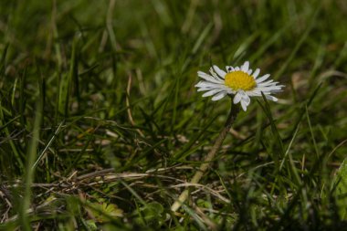 Güneşli kaplıca gününde genç papatya çiçek