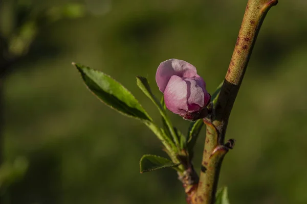 Macro vista de flor de nectarina rosa en color soleado día de primavera — Foto de Stock