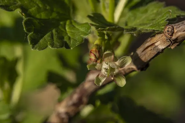 Flor verde joven de grosella en el jardín de primavera —  Fotos de Stock