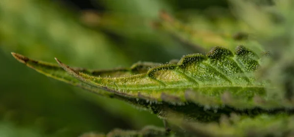 Makro szczegółowo wieku kolor liści afgańskich Kush odmiany marihuany — Zdjęcie stockowe